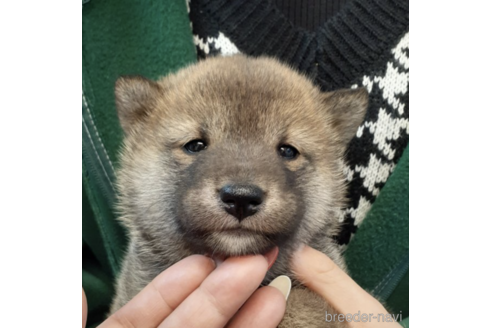 成約済の富山県の柴犬-170777の2枚目